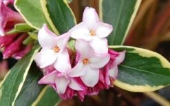 Variegated Pink Winter Daphne - 3 Gallon Pot -Garden Wisp Sales Store Picture Daphne Variegated Pink Closeup