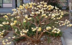 Winter Gold Edgeworthia Chrysantha - Paper Bush - 5 Gallon Pot -Garden Wisp Sales Store Picture Edgeworthia Paper Bush 3
