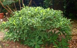 Edgeworthia Chrysantha - Paper Bush - 1 Gallon Pot -Garden Wisp Sales Store Picture Edgeworthia Shrub 1