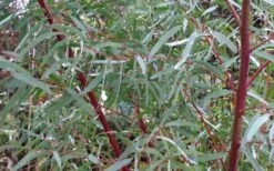 Angus Cold Hardy Eucalyptus Tree (Eucalyptus Nicholii) - Quart Pot -Garden Wisp Sales Store Picture Eucalyptus Tree Anugus Willow Leaf Peppermint 3