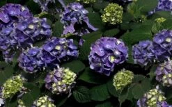 Bloomstruck Endless Summer Hydrangea - 2 Gallon Pot -Garden Wisp Sales Store Picture Hydrangea Bloomstruck