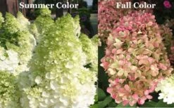 Limelight PeeGee Hydrangea - 1 Gallon Pot -Garden Wisp Sales Store Picture Hydrangea Limelight 3