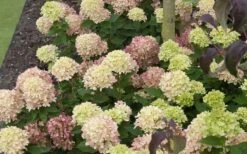 Little Lime Hydrangea - 3 Gallon Pot -Garden Wisp Sales Store Picture Hydrangea Little Lime 2 2