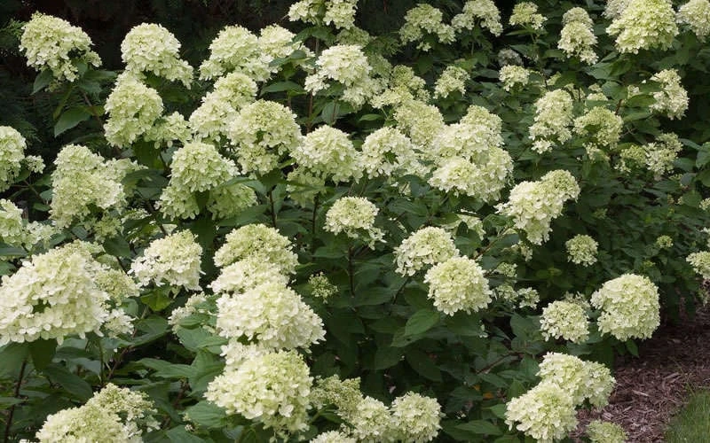 Little Lime Hydrangea - 6 Pack Of 1 Gallon Pots 5 Little Lime Hydrangea - 6 Pack Of 1 Gallon Pots - Image 5