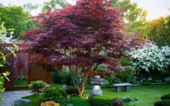 Bloodgood Red Leaf Japanese Maple - 2 Gallon Pot -Garden Wisp Sales Store Picture Japanese Maple Bloodgood tree 1