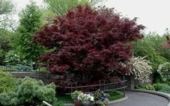 Bloodgood Red Leaf Japanese Maple - 2 Gallon Pot -Garden Wisp Sales Store Picture Japanese Maple Bloodgood tree 2