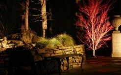 Sango Kaku Coral Bark Japanese Maple - 5 Gallon Pot -Garden Wisp Sales Store Picture Japanese Maple Coral Bark Lighted At Night 1