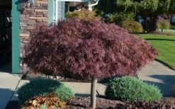 Crimson Queen Dwarf Japanese Maple - 3 Gallon Pot -Garden Wisp Sales Store Picture Japanese Maple Crimson Queen 1