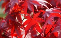Fireglow Red Leaf Japanese Maple - 5 Gallon Pot (3-4') -Garden Wisp Sales Store Picture Japanese Maple Fireglow 2 2