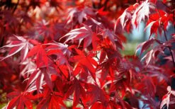 Fireglow Red Leaf Japanese Maple - 5 Gallon Pot (3-4') -Garden Wisp Sales Store Picture Japanese Maple Fireglow 3 2
