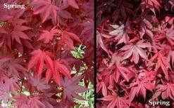 Red 'N Summer Japanese Maple - Acer Palmatum 'Hefner's Red' - 1 Gallon Pot 10 Red 'N Summer Japanese Maple - Acer Palmatum 'Hefner's Red' - 1 Gallon Pot -Garden Wisp Sales Store Picture Japanese Maple Hefners Red Spring 1
