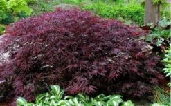 Red Dragon Dwarf Japanese Maple - 5 Gallon Pot -Garden Wisp Sales Store Picture Japanese Maple Red Dragon