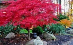 Red Dragon Dwarf Japanese Maple - 2 Gallon Pot -Garden Wisp Sales Store Picture Japanese Maple Red Dragon 4 2