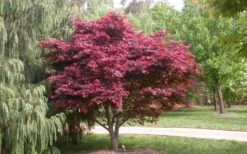 Red Japanese Maple - Acer Palmatum 'Atropurpureum' - 1 Gallon Pot 12 Red Japanese Maple - Acer Palmatum 'Atropurpureum' - 1 Gallon Pot -Garden Wisp Sales Store Picture Japanese Maple Red Leaf