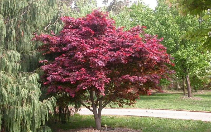 Red Japanese Maple - Acer Palmatum 'Atropurpureum' - 1 Gallon Pot 6 Red Japanese Maple - Acer Palmatum 'Atropurpureum' - 1 Gallon Pot - Image 6