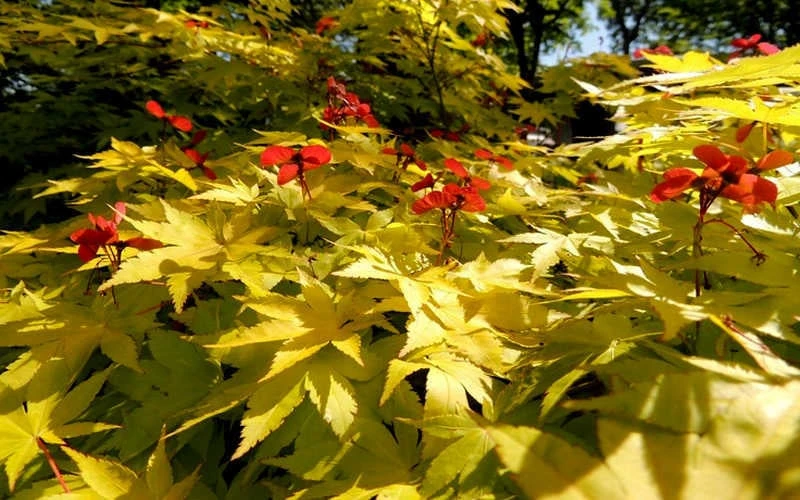 Summer Gold Japanese Maple - 1 Gallon Pot 5 Summer Gold Japanese Maple - 1 Gallon Pot - Image 5