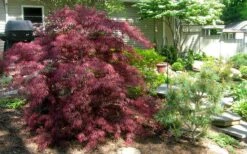 Tamukeyama Dwarf Red Japanese Maple - 2 Gallon Pot -Garden Wisp Sales Store Picture Japanese Maple Tamukeyama 3 2