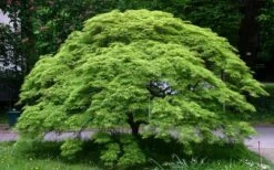 Viridis Dwarf Green Japanese Maple - 2 Gallon Pot -Garden Wisp Sales Store Picture Japanese Maple Viridis