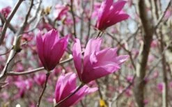 Ann Magnolia Tulip Tree - 5 Gallon Pot -Garden Wisp Sales Store Picture Magnolia Ann 1