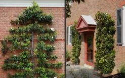 Little Gem Dwarf Southern Magnolia - 7 Gallon Pot (3-4') 13 Little Gem Dwarf Southern Magnolia - 7 Gallon Pot (3-4') -Garden Wisp Sales Store Picture Magnolia Little Gem Espalier 2