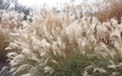 Adagio Dwarf Maiden Grass - Miscanthus Sinensis - 1 Gallon Pot -Garden Wisp Sales Store Picture Maiden Grass Adagio Dwarf 2