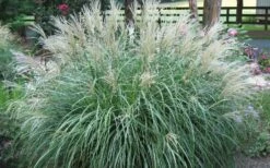 Adagio Dwarf Maiden Grass - Miscanthus Sinensis - 1 Gallon Pot -Garden Wisp Sales Store Picture Maiden Grass Adagio Dwarf