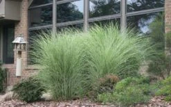 Maiden Grass - Miscanthus Sinensis 'Gracillimus' - 6 Pack Of 1 Gallon Pots 12 Maiden Grass - Miscanthus Sinensis 'Gracillimus' - 6 Pack Of 1 Gallon Pots -Garden Wisp Sales Store Picture Maiden Grass Gracillimus