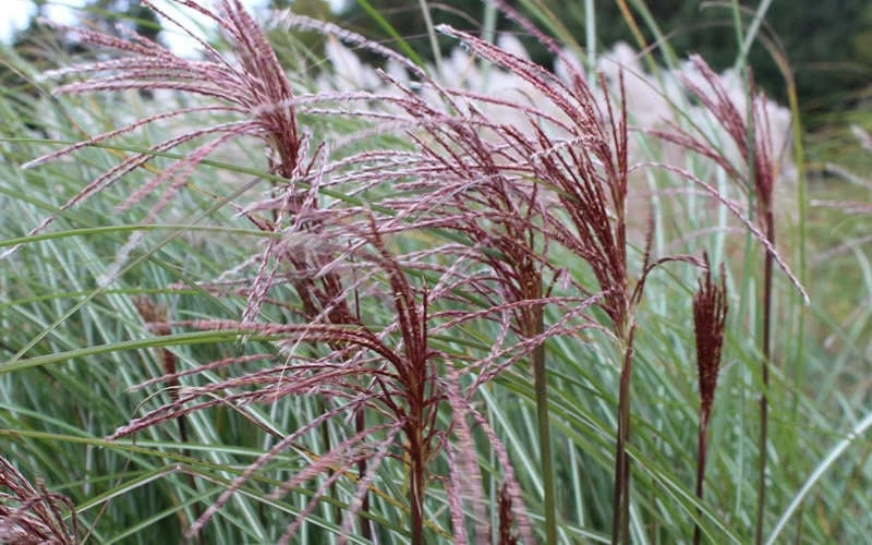 Maiden Grass - Miscanthus Sinensis 'Gracillimus' - 6 Pack Of 1 Gallon Pots 8 Maiden Grass - Miscanthus Sinensis 'Gracillimus' - 6 Pack Of 1 Gallon Pots - Image 8