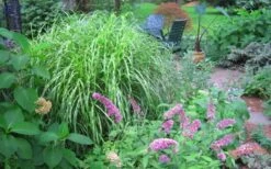 Little Zebra Grass - Miscanthus - 3 Gallon Pot -Garden Wisp Sales Store Picture Miscanthus Little Zebra 3