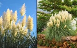 White Pampas Grass - 3 Gallon Pot 13 White Pampas Grass - 3 Gallon Pot -Garden Wisp Sales Store Picture Pampas Grass White 2 1