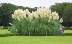 White Pampas Grass - 3 Gallon Pot 11 White Pampas Grass - 3 Gallon Pot -Garden Wisp Sales Store Picture Pampas Grass White 3 1