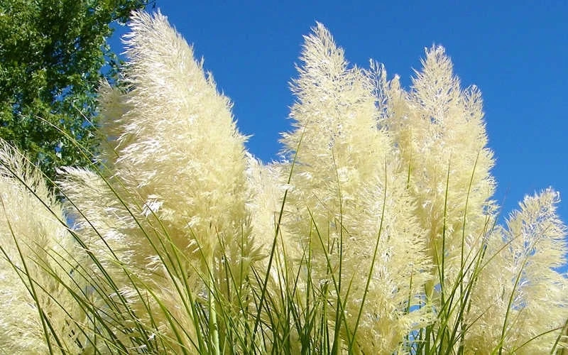 White Pampas Grass - 3 Gallon Pot 5 White Pampas Grass - 3 Gallon Pot - Image 5