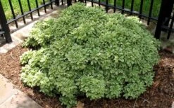 Variegated Pittosporum (Japanese Mock Orange) - 3 Gallon Pot -Garden Wisp Sales Store Picture Pittosporum Variegated Shrub 1