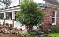 Fragrant White Tea Olive - 7 Gallon Pot (3-4') 11 Fragrant White Tea Olive - 7 Gallon Pot (3-4') -Garden Wisp Sales Store Picture Tea Olive Tree 3