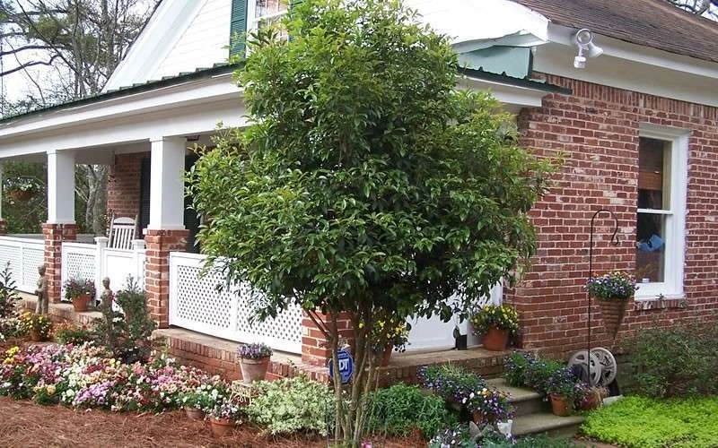 Fragrant White Tea Olive - 7 Gallon Pot (3-4') 6 Fragrant White Tea Olive - 7 Gallon Pot (3-4') - Image 6