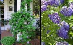 Amethyst Falls Wisteria Vine - 3 Gallon Pot -Garden Wisp Sales Store Picture Wisteria Amethyst Falls 2