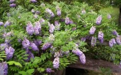 Amethyst Falls Wisteria Vine - 3 Gallon Pot -Garden Wisp Sales Store Picture Wisteria Amethyst Falls 5