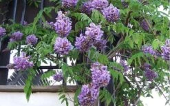 Amethyst Falls Wisteria Vine - 3 Gallon Pot -Garden Wisp Sales Store Picture Wisteria Amethyst Falls Vine 1