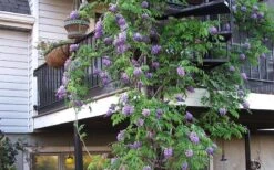 Amethyst Falls Wisteria Vine - 3 Gallon Pot -Garden Wisp Sales Store Picture Wisteria Amethyst Falls Vine