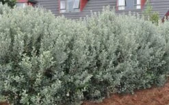 Bambina Dwarf Pineapple Guava (Feijoa Sellowiana ' Tharfiona') - 3 Gallon Pot -Garden Wisp Sales Store Pineapple Guava Hedge