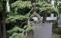 Variegated Pittosporum (Japanese Mock Orange) - 3 Gallon Pot -Garden Wisp Sales Store Pittosporum Variegated Bonsai