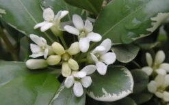 Variegated Pittosporum (Japanese Mock Orange) - 3 Gallon Pot -Garden Wisp Sales Store Pittosporum Variegated Flowers 1