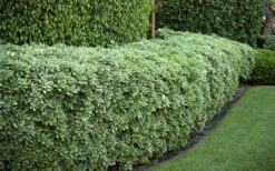 Variegated Pittosporum (Japanese Mock Orange) - 3 Gallon Pot -Garden Wisp Sales Store Pittosporum variegated 50