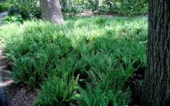 Christmas Fern (Polystichum Acrostichoides) - 1 Gallon Pot -Garden Wisp Sales Store Polystichum acrostichoides christmas fern 23