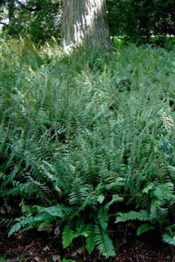 Christmas Fern (Polystichum Acrostichoides) - 1 Gallon Pot -Garden Wisp Sales Store Polystichum acrostichoides christmas fern 24