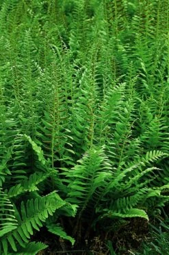 Christmas Fern (Polystichum Acrostichoides) - 1 Gallon Pot -Garden Wisp Sales Store Polystichum acrostichoides christmas fern 26