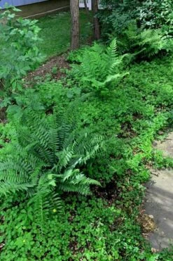 Christmas Fern (Polystichum Acrostichoides) - 1 Gallon Pot -Garden Wisp Sales Store Polystichum acrostichoides christmas fern 27