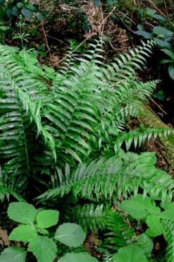Christmas Fern (Polystichum Acrostichoides) - 1 Gallon Pot -Garden Wisp Sales Store Polystichum acrostichoides christmas fern 28