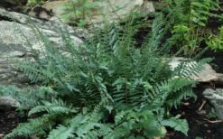Christmas Fern (Polystichum Acrostichoides) - 1 Gallon Pot -Garden Wisp Sales Store Polystichum acrostichoides christmas fern 29