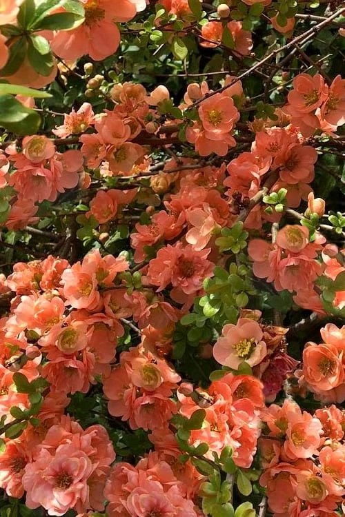 Cameo Flowering Quince - 3 Gallon Pot 1 Cameo Flowering Quince - 3 Gallon Pot